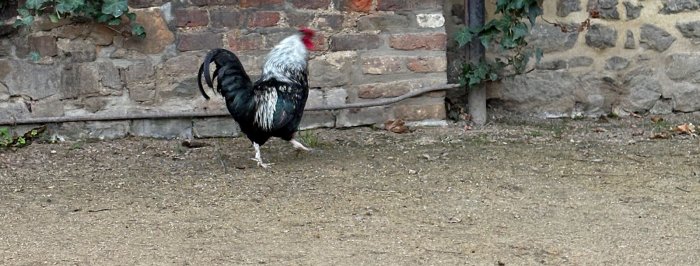 Un coq comme symbole de réconciliation : le Coq Mosan et Oudenaarde font la paix